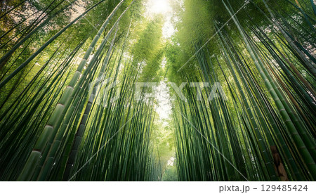 竹林のイメージ素材 129485424