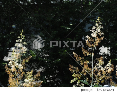 タケニグサ タケニグサ 129485824