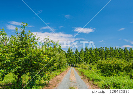 マキノ町の栗園とメタセコイア並木 滋賀県 マキノ町の栗園とメタセコイア並木 滋賀県 129485853