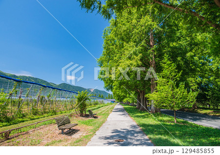 高島市マキノ町の名所メタセコイア並木 滋賀県 高島市マキノ町の名所メタセコイア並木 滋賀県 129485855