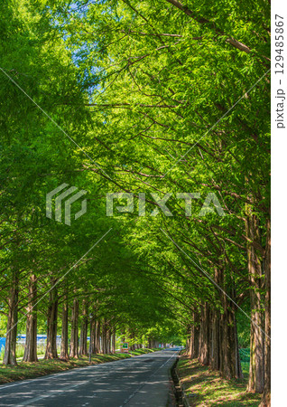 高島市マキノ町の名所メタセコイア並木 滋賀県 高島市マキノ町の名所メタセコイア並木 滋賀県 129485867
