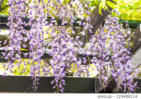 藤の香りに誘われて 129486114