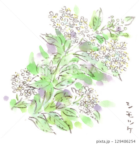 夏の植物、優しい緑色の葉に白いコデマリに似た花を咲かせるシモツケの水彩画イラスト 129486254