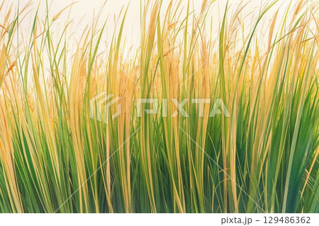 光に輝く爽やかな葉色 129486362