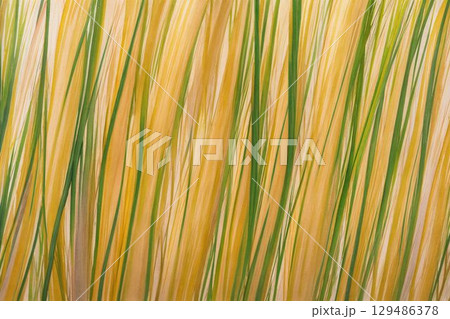 グリーンとゴールドの自然美 129486378