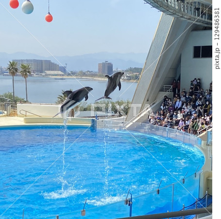 並んでジャンプをするイルカ 並んでジャンプをするイルカ 129486381