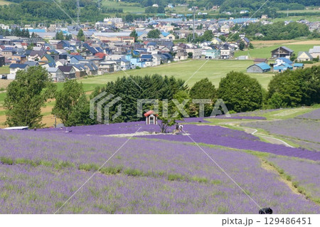 日の出公園ラベンダー園（北海道・上川郡美瑛町） 129486451