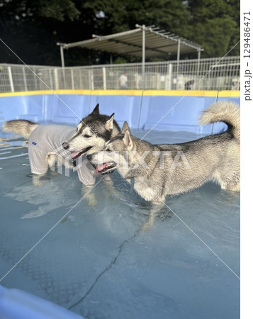 シベリアンハスキーの夏 シベリアンハスキーとプール シベリアンハスキーの夏 シベリアンハスキーとプール 129486471