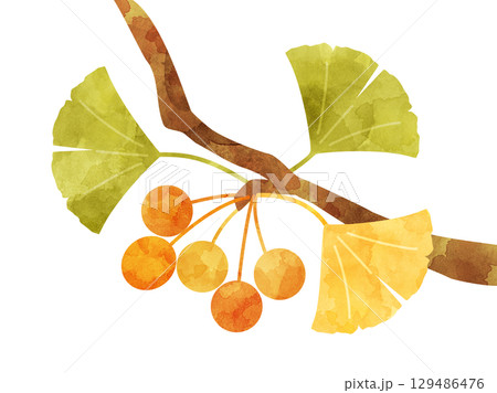 銀杏の木の枝になるギンナンと銀杏の葉の秋のイラスト 水彩風加工バージョン 銀杏の木の枝になるギンナンと銀杏の葉の秋のイラスト 水彩風加工バージョン 129486476