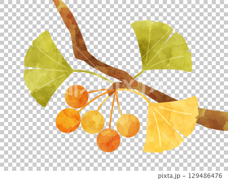 銀杏の木の枝になるギンナンと銀杏の葉の秋のイラスト 水彩風加工バージョン 銀杏の木の枝になるギンナンと銀杏の葉の秋のイラスト 水彩風加工バージョン 129486476