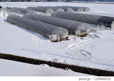 豪雪地方のビニールハウス 豪雪地方のビニールハウス 129486652