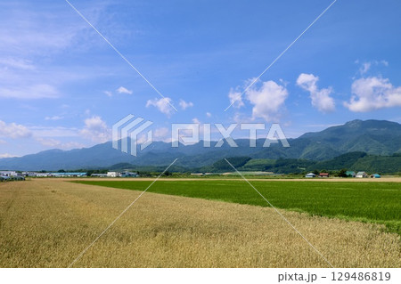 中富良野・畑と山々(北海道・中富良野町) 中富良野・畑と山々(北海道・中富良野町) 129486819