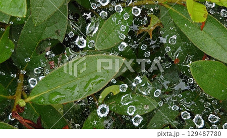 雨に濡れる蜘蛛の巣 129487780