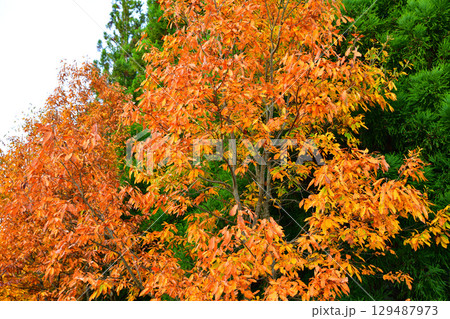 高原の紅葉風景　新潟県　当間高原 129487973