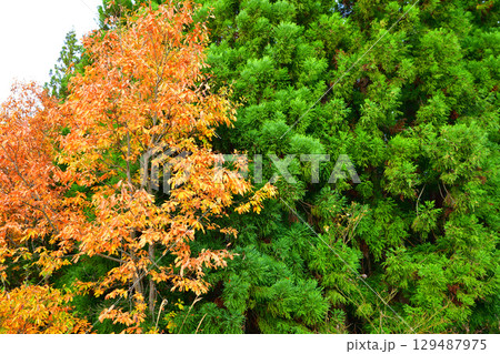 高原の紅葉風景　新潟県　当間高原 129487975