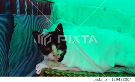 弱った野良猫 弱った野良猫 129488004