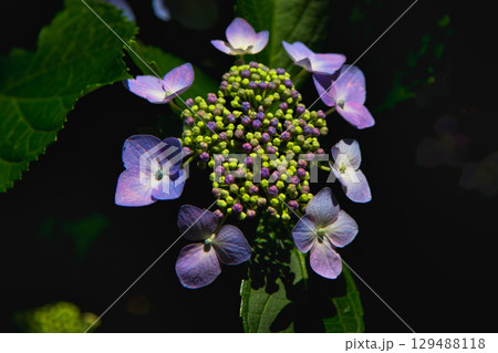 初夏の草花 初夏の草花 129488118