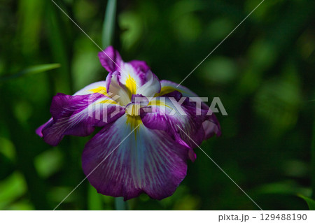 初夏の草花 初夏の草花 129488190