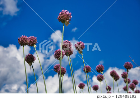 初夏の草花 初夏の草花 129488192