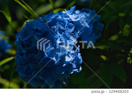 初夏の草花 初夏の草花 129488203