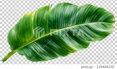 Large green tropical leaf with vibrant texture and natural sheen. isolated on transparent background cutout Large green tropical leaf with vibrant texture and natural sheen. isolated on transparent background cutout 129488230