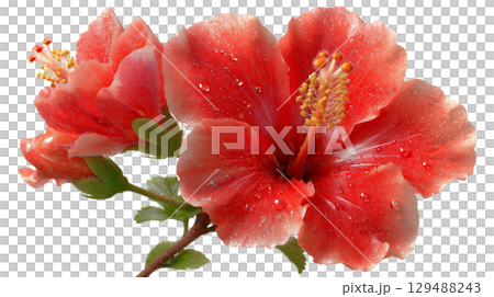 Vibrant red hibiscus flowers with droplets on petals and leaves. isolated on transparent background cutout Vibrant red hibiscus flowers with droplets on petals and leaves. isolated on transparent background cutout 129488243