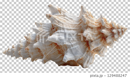 Detailed seashell with intricate patterns and textures on display. isolated on transparent background cutout Detailed seashell with intricate patterns and textures on display. isolated on transparent background cutout 129488247