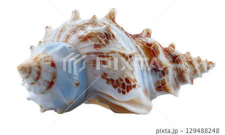 Detailed seashell with intricate patterns and textures on display. isolated on transparent background cutout Detailed seashell with intricate patterns and textures on display. isolated on transparent background cutout 129488248