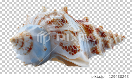 Detailed seashell with intricate patterns and textures on display. isolated on transparent background cutout Detailed seashell with intricate patterns and textures on display. isolated on transparent background cutout 129488248