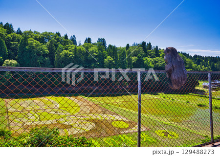 今年の、田んぼアート樫津　 129488273