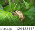庭のシソの葉の上のセミの抜け殻 129488437