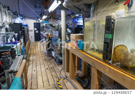 加茂水族館のバックヤードツアー 加茂水族館のバックヤードツアー 129488657