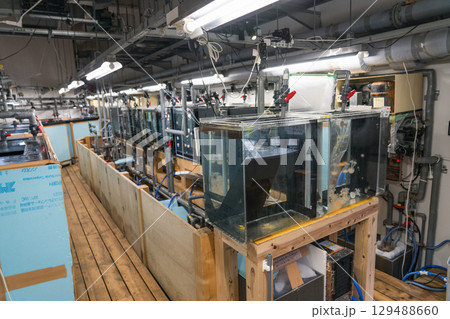 加茂水族館のバックヤードツアー 129488660