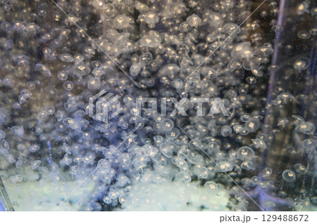 加茂水族館のバックヤードツアー 129488672