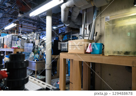 加茂水族館のバックヤードツアー 129488678