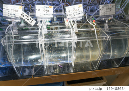 加茂水族館のバックヤードツアー 加茂水族館のバックヤードツアー 129488684