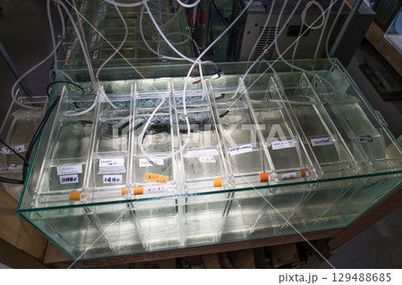 加茂水族館のバックヤードツアー 加茂水族館のバックヤードツアー 129488685