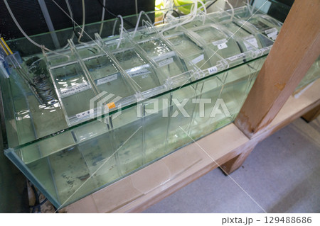 加茂水族館のバックヤードツアー 129488686