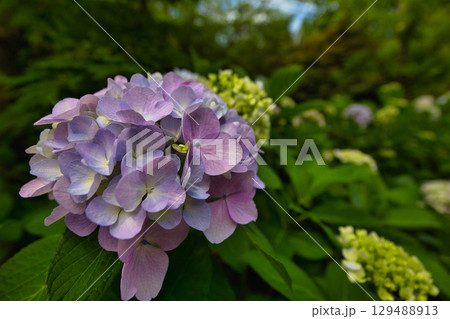 初夏の足羽神社 129488913