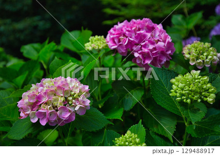 初夏の足羽神社 129488917