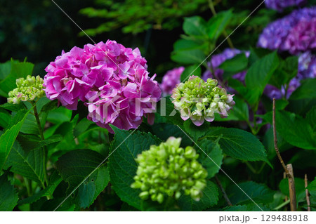 初夏の足羽神社 129488918