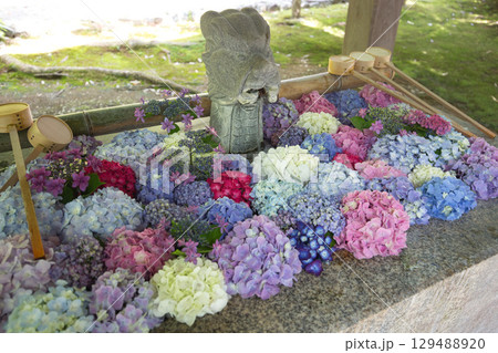 初夏の足羽神社 129488920