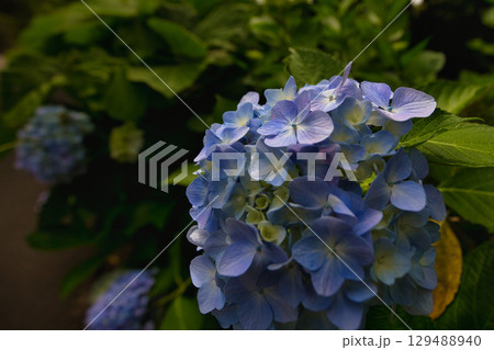 初夏の足羽神社 129488940