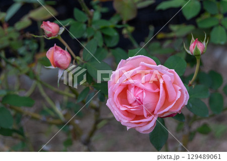 秋バラ　美しいピンクのバラ 129489061