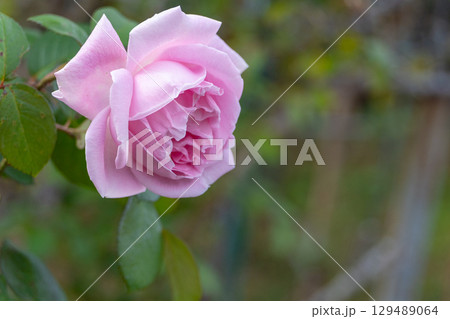 ピンク色の薔薇と後ろぼけ 129489064