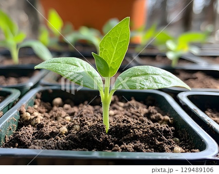 Vibrant green seedling emerging from nutrient-dense potting soil, capturing delicate growth potential and springtime renewal in compact plastic container 129489106