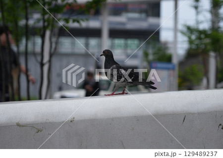 巣鴨駅の鳩 129489237