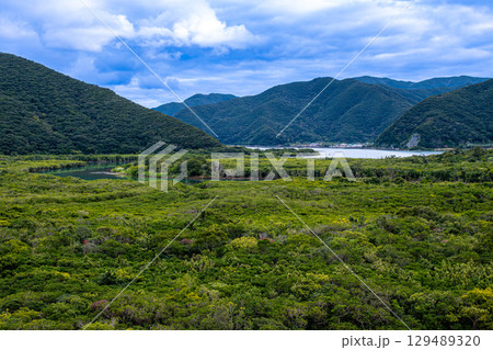 【#奄美大島】マングローブの原生林 129489320