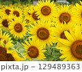 満開のひまわり 129489363