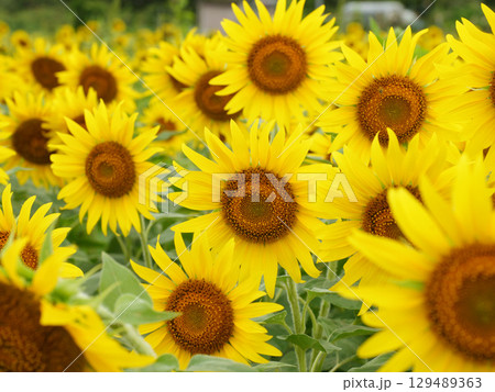 満開のひまわり 129489363
